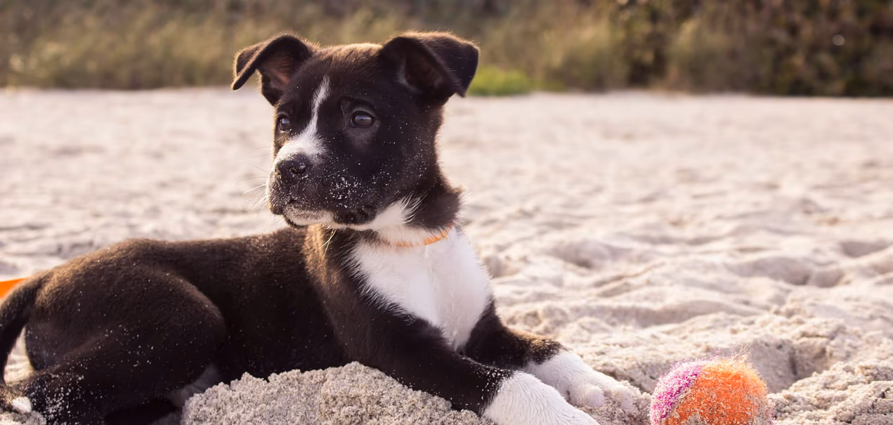 Paws & Relax pet-friendly package