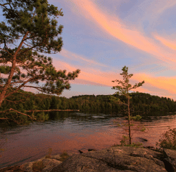 Pines on a rocky lakeshore at sunset on Minnesota's North Shore